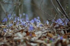 Leberblümchen 02.JPG